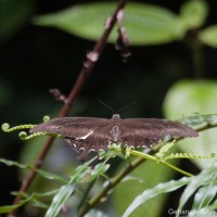 Papilio helenus Linnaeus, 1758